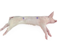 imagem de Leitão Inteiro